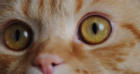 Muzzle of a red cat 動画素材 140235836