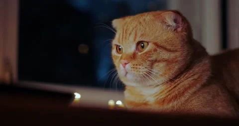 Muzzle of a red cat Stock Footage 140235866