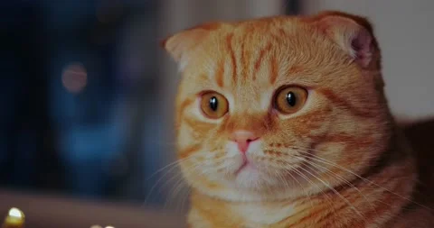 Muzzle of a red cat Stock Footage 140235911