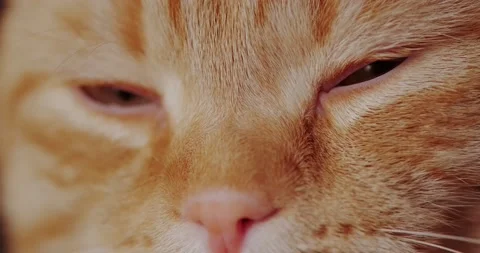 Muzzle of a red cat Stock Footage 140235964
