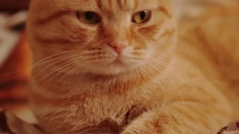 Muzzle of a red cat Stock Footage 146815217