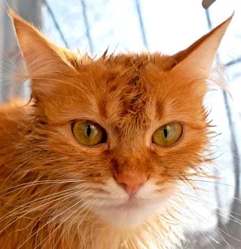 Muzzle red cat Stock Photos