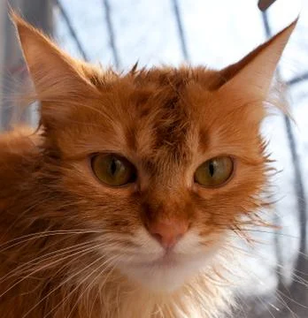 Muzzle red cat Stock Photos