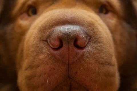 Muzzle of red dog and big nose Stock Photos