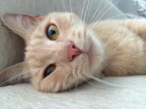 Muzzle of a red fluffy cat Stock Photos