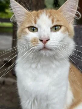 Muzzle of a red purebred cat, close-up. Home pet with ears and big ears. Th.. Stock Photos
