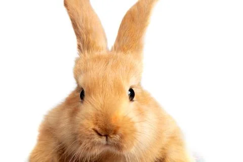 Muzzle of a red rabbit close-up on a white background. Stock Photos