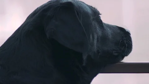 Muzzle of sad black dog labrador retriever Stock Footage 111949762