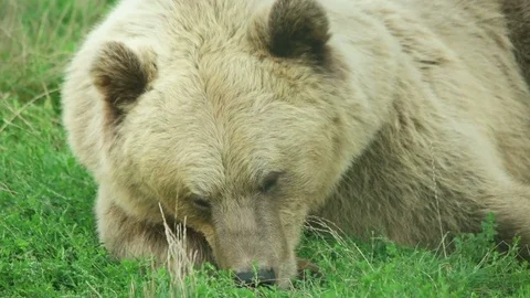 Muzzle sleeping bear, close-up Stock Footage 79535680