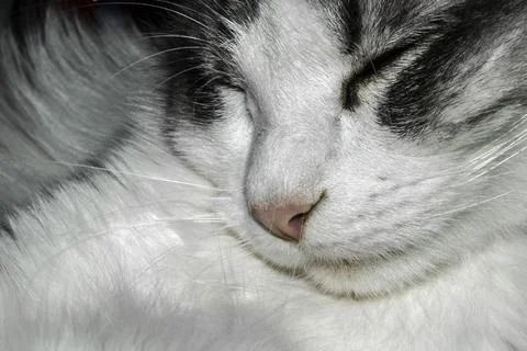 Muzzle of a sleeping beautiful cat Stock Photos