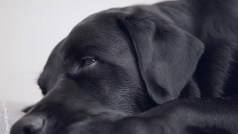 Muzzle of a sleeping black dog labrador retriever Stock Footage 104131349