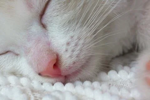 Muzzle sleeping cat close-up. Kitten sweet sleeping. Stock Photos