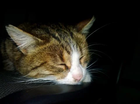 Muzzle sleeping cat Stock Photos