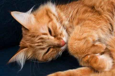 Muzzle sleeping cat red color close-up on a dark blue background Stock Photos