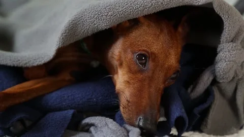 The muzzle of a sleeping dog. The dog falls asleep on the couch. Vidéo 234346374