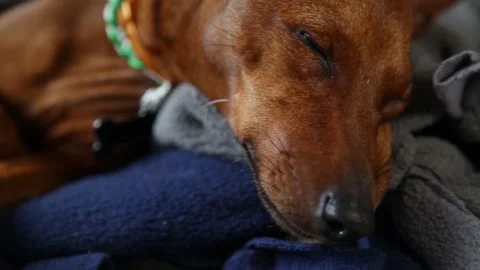 The muzzle of a sleeping dog. A dozing, resting dog. Stock-Footage 282549463