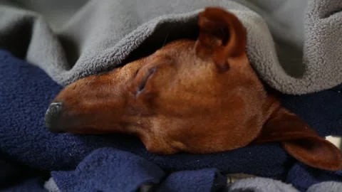 The muzzle of a sleeping dog. A sick dog is resting. The animal is unwell. Stock Footage 256255035