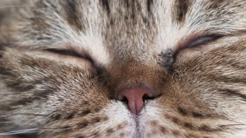 Muzzle of a sleeping domestic cat of Scottish Fold breed. Extreme close-up, Stock Footage 142250367