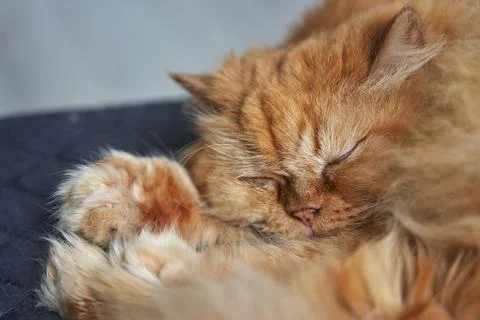 Muzzle of a sleeping ginger cat close-up Stock Photos