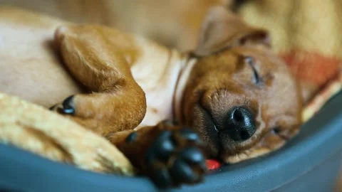 The muzzle of a sleeping puppy. Video stock 164586979