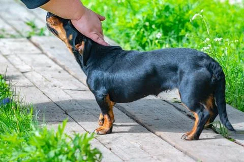 Muzzle of a small dachshund dog, which is stroked by a man Stock Photos