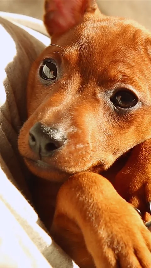 The muzzle of a small dog. A curious puppy looks into the camera. charming pet Stock Footage 242474656