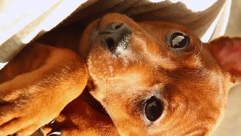 The muzzle of a small dog. A curious puppy looks into the camera. charming pet Stock Footage 242490503