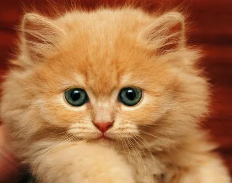 Muzzle small fluffy kitten 스톡 사진