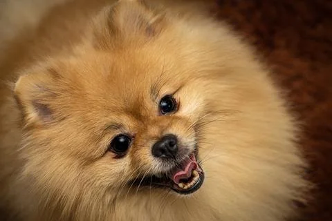 Muzzle of a spitz dog breed close-up Stock Photos