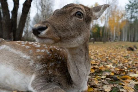 The muzzle of spotted deer in close-up. Stock Photos