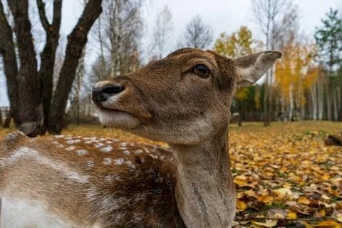 Muzzle of spotted deer doe in close-up. Stock Photos