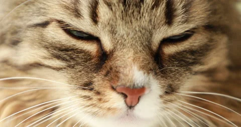 Muzzle of a squinting tabby fluffy cat, close-up 스톡 동영상 243206074