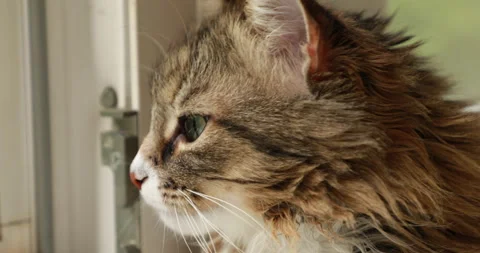 Muzzle of a squinting tabby fluffy cat, close-up Stock Footage 243213507