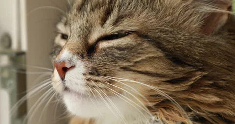 Muzzle of a squinting tabby fluffy cat, close-up Stock Footage 243214770