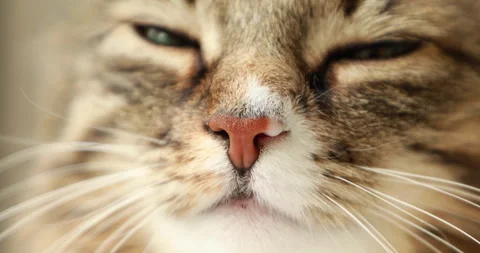 Muzzle of a squinting tabby fluffy cat, close-up Stock Footage 243215844