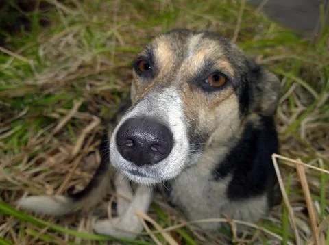 The muzzle of a stray dog Stock Photos
