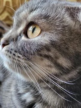 Muzzle of striped Scottish Fold cat in profile close up Stock Photos