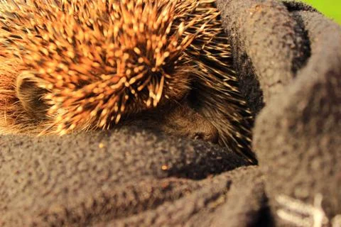 Muzzle is surrounded by thorns Stock Photos