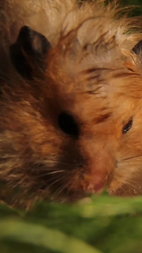 The muzzle of a Syrian hamster eating on the green grass. Close-up. Vidéo 246829398