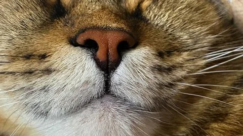 The muzzle of a tabby cat is extremely close-up, accentuated by a pink wet nose, Stock Photos