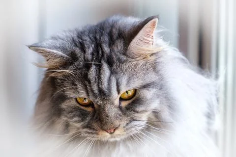 Muzzle of tabby cat with yellow stunning eyes. Stock Photos