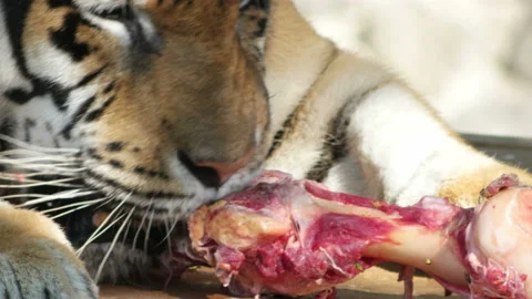 Muzzle of a tiger and food Stock Footage 94698330