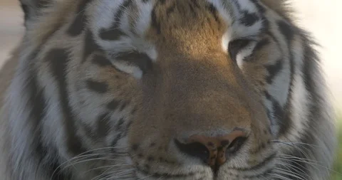 Muzzle of the tiger with open mouth Stock Footage 91400756