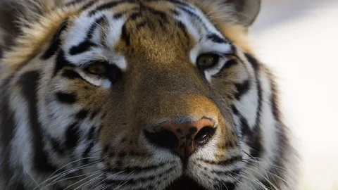 Muzzle of a tiger with a spotted nose Stock Footage 91400158