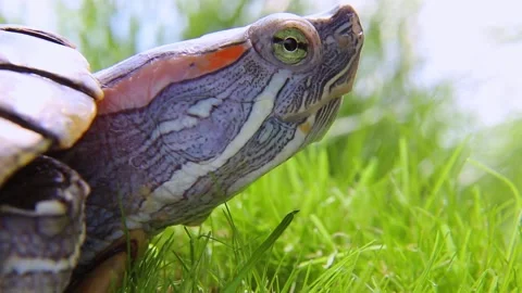 The muzzle of Trachemys scripta is sideways. A red-eared turtle green grass Vídeo Stock 244241683