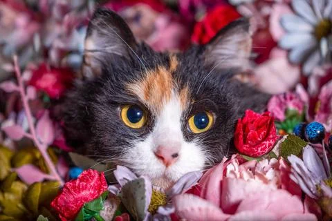 Muzzle of a tricolor cat among artificial flowers muzzle of a tricolor cat... Stock Photos