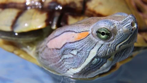 The muzzle of turtle looks sideways out of the water. Vídeo Stock 244241628