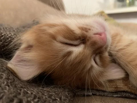 The muzzle of a ute red sleeping kitten Stock Photos