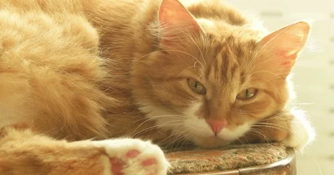 Muzzle is a very cute funny red Siberian cat Stock Footage 83243708