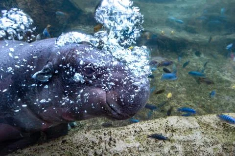 Muzzle in the water Stock Photos